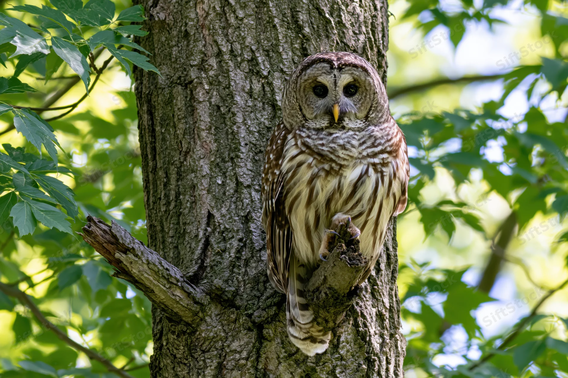Barred owl perched on broken branch stub of thick tree trunk in forest foliage