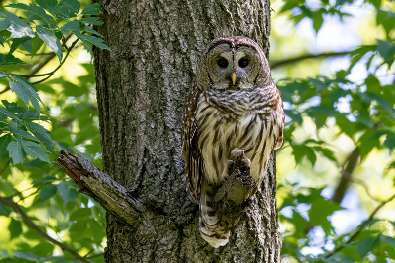 Barred owl perched on broken branch stub of thick tree trunk in forest foliage