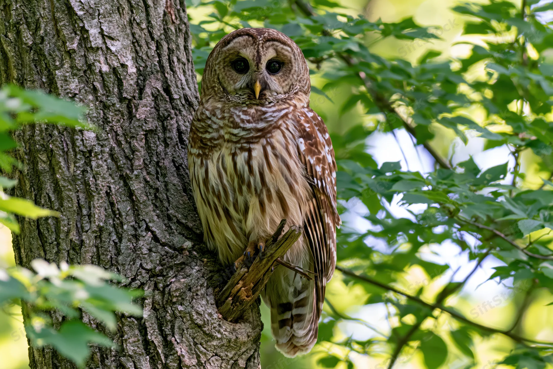 Barred owl perched on a broken branch stub against a thick tree trunk in a leafy forest