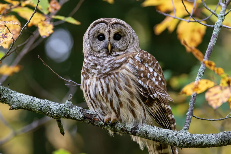 Barred owl perched on lichen-covered branch in autumn forest