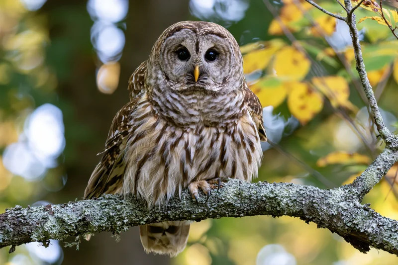 Barred owl perched on lichen-covered branch in forest with autumn foliage