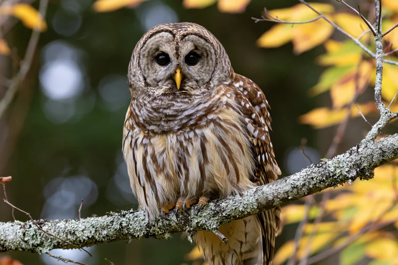 Barred owl perched on lichen-covered branch in autumn forest
