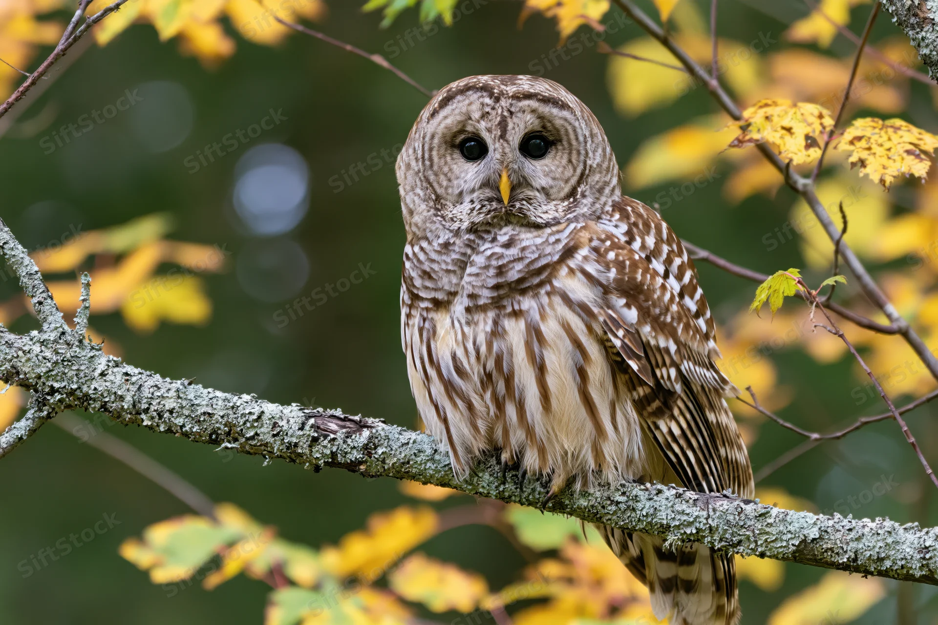 Barred owl perched on lichen-covered branch in autumn forest with yellow leaves