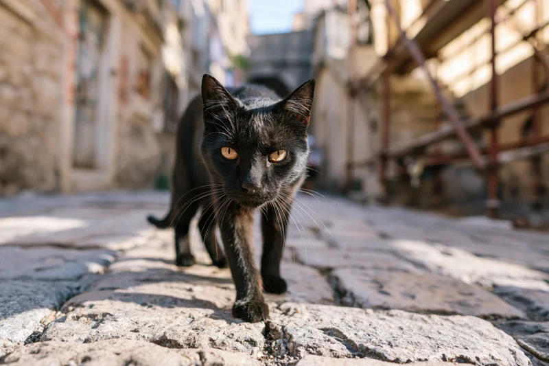 Black stray cat walking on cobblestone pavement in narrow urban alley, staring directly at camera