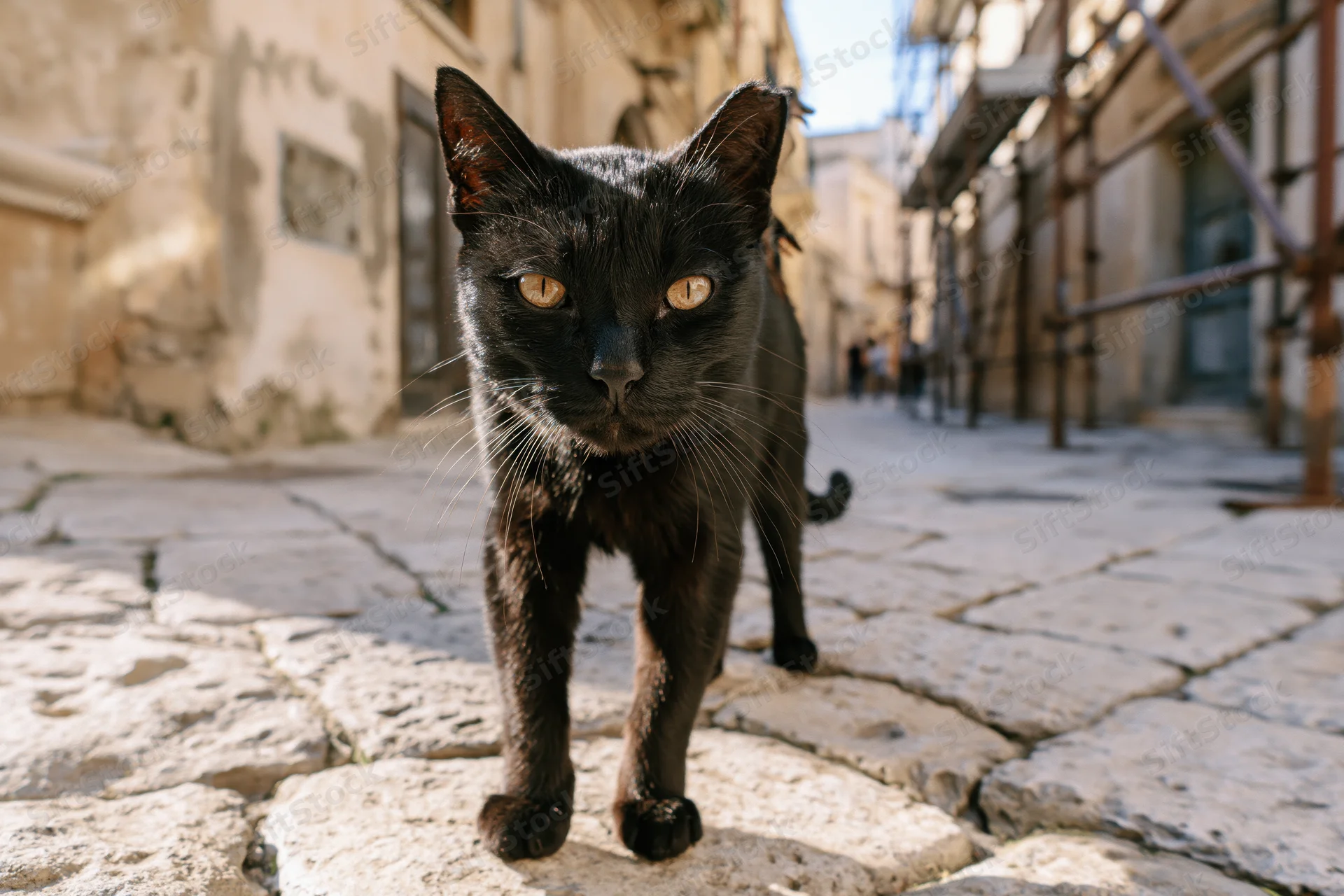 Black stray cat walking on cobblestone pavement in narrow urban alley, staring directly at camera