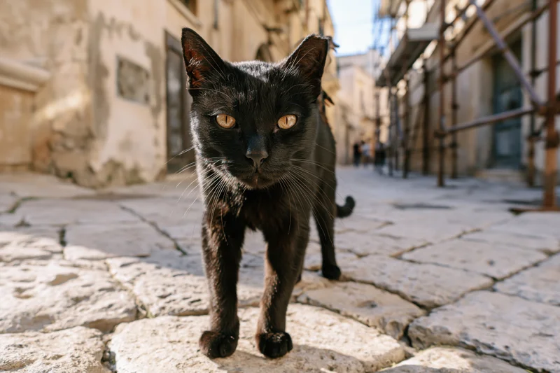 Black stray cat walking on cobblestone pavement in narrow urban alley, staring directly at camera