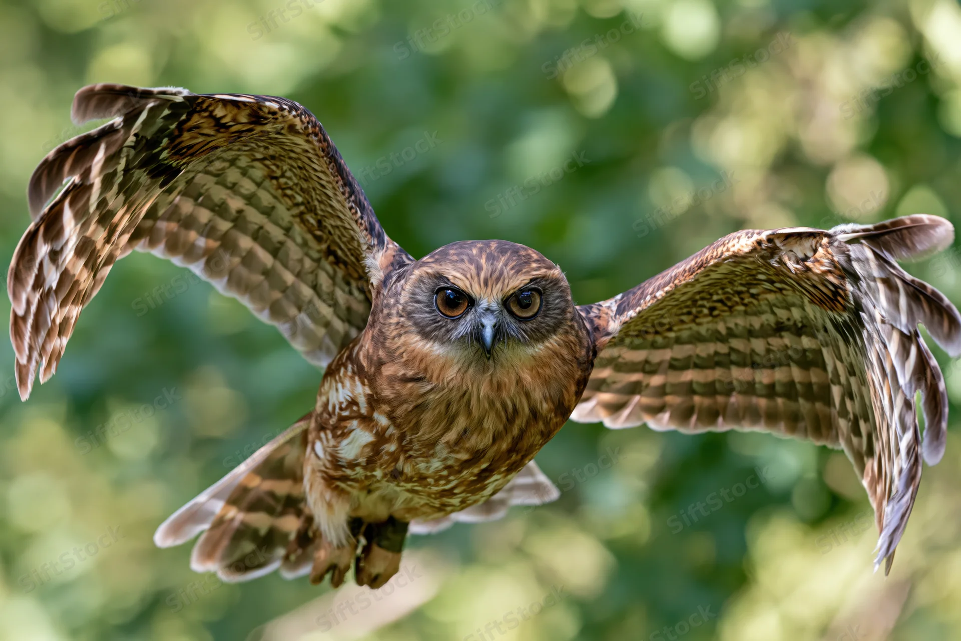 Boobook owl in mid-flight with wings fully spread against a blurred green forest background