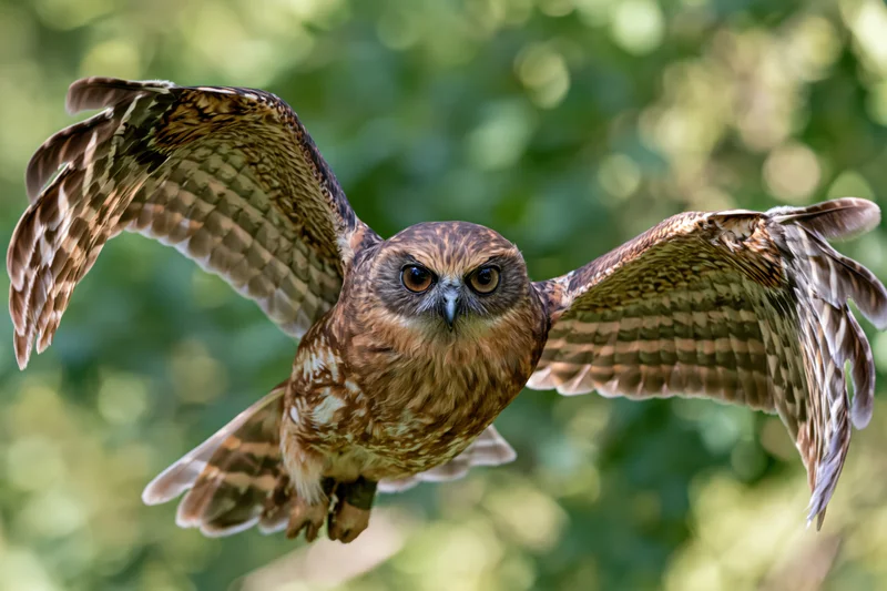 Boobook owl in mid-flight with wings fully spread against a blurred green forest background