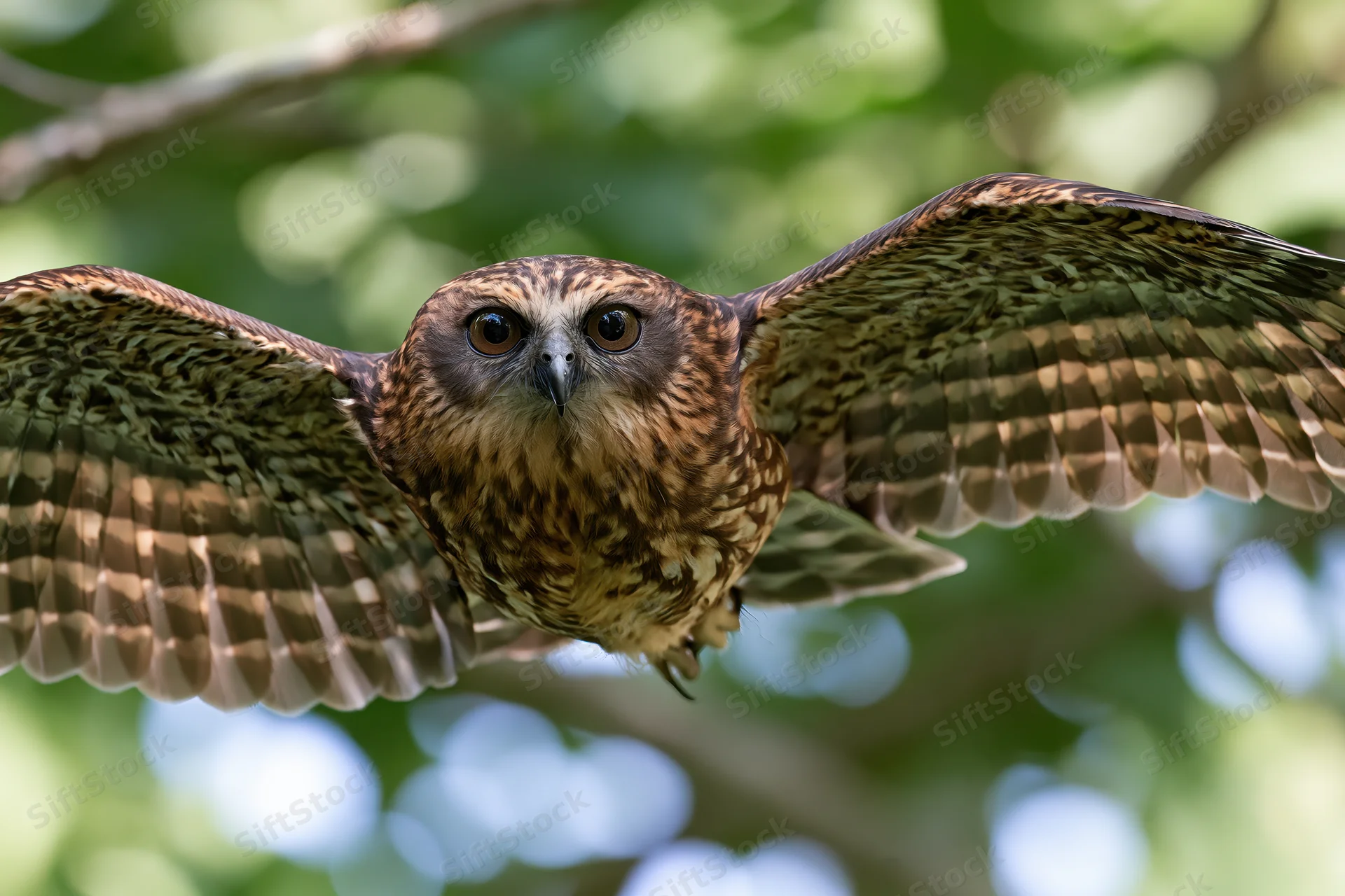 Boobook owl in mid-flight with wings fully spread against a green forest backdrop