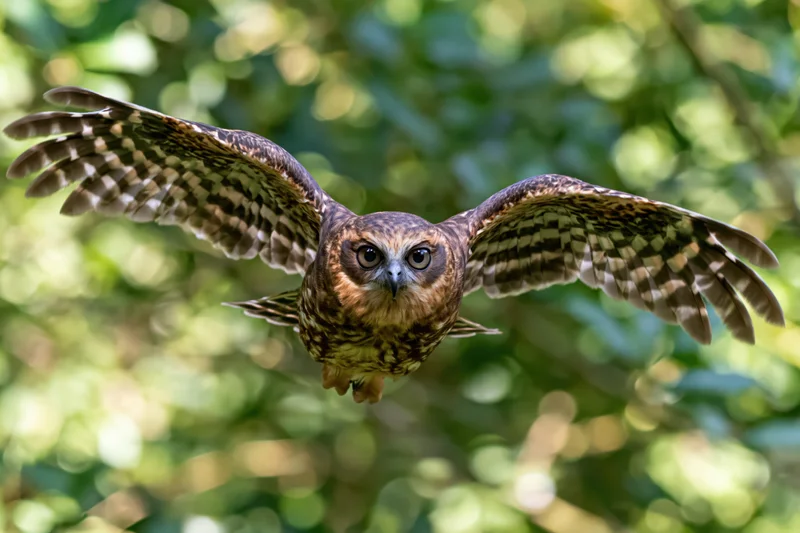 Boobook owl in mid-flight with wings fully spread against a blurred green forest background