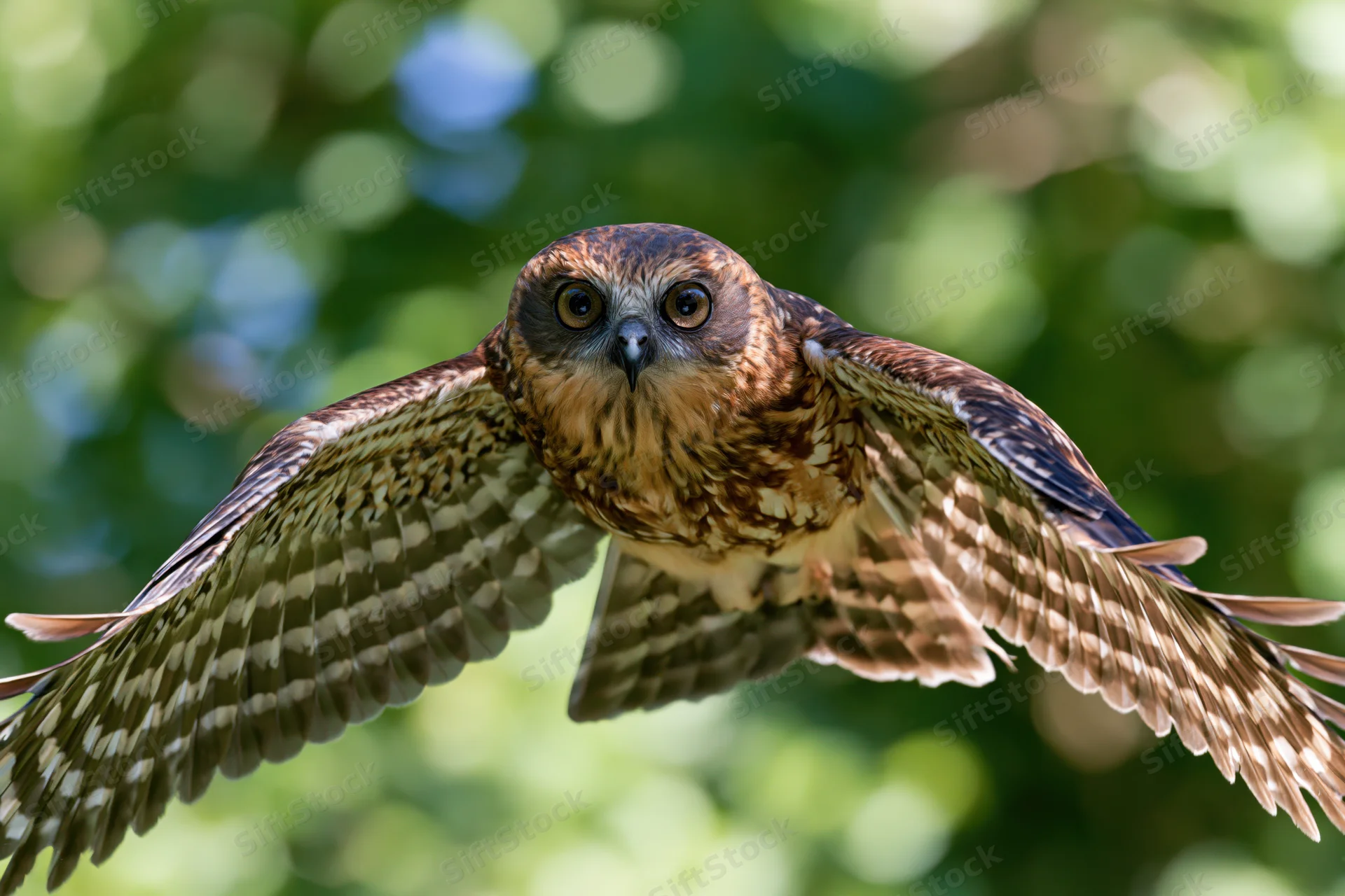 Boobook owl in mid-flight with wings fully spread against green foliage background