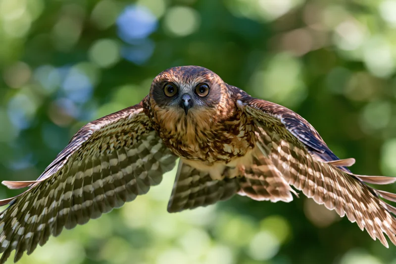 Boobook owl in mid-flight with wings fully spread against green foliage background