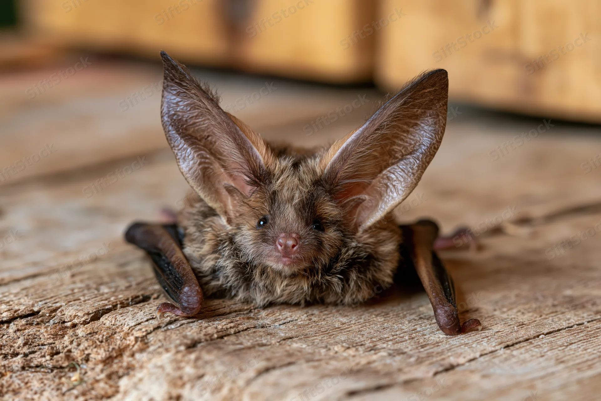 Brown long-eared bat resting on rough wooden surface with large ears and folded wings