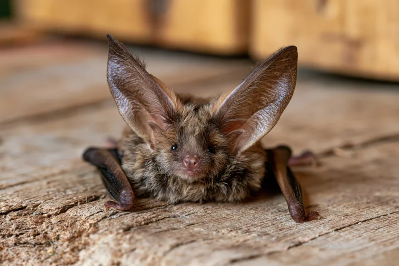 Brown long-eared bat resting on rough wooden surface with large ears and folded wings