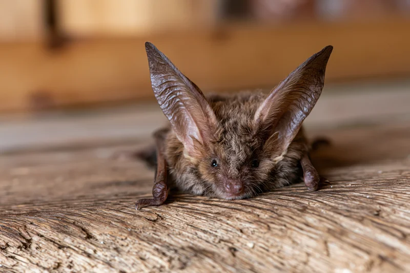 Long-eared bat resting on rough wooden surface with large pointed ears and alert gaze