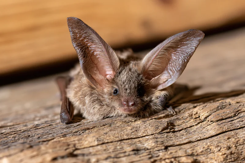 Brown long-eared bat resting on rough wooden surface with large pointed ears and dark eyes