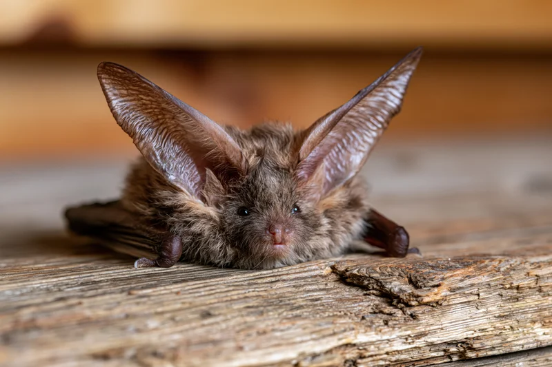 Brown long-eared bat resting on rough wooden surface