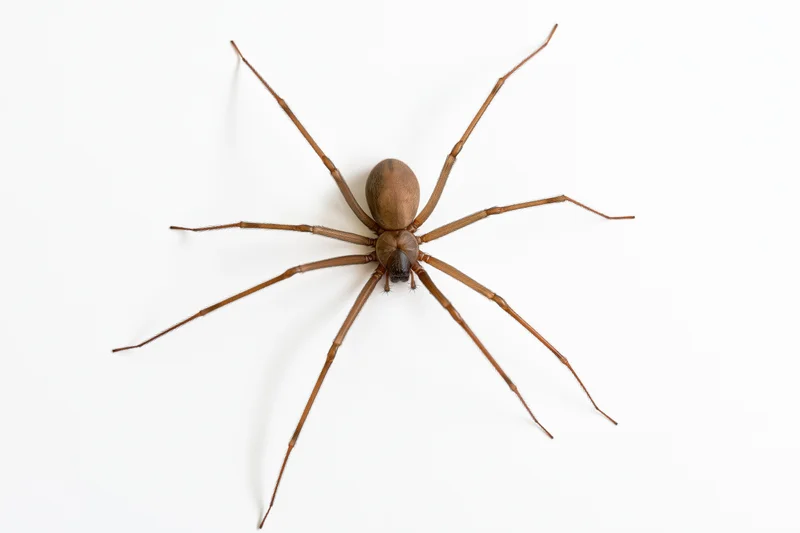 Brown recluse spider viewed from above with all eight legs spread on white background