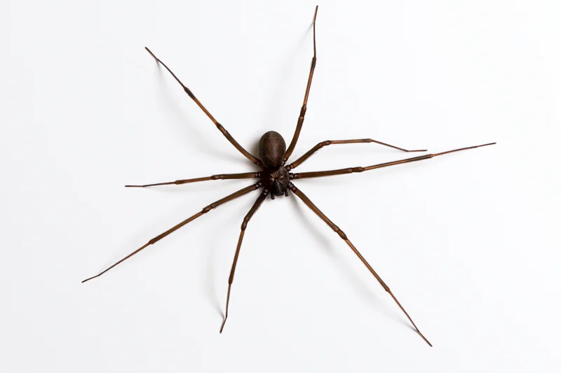 Brown recluse spider viewed from above with all eight legs spread on white background