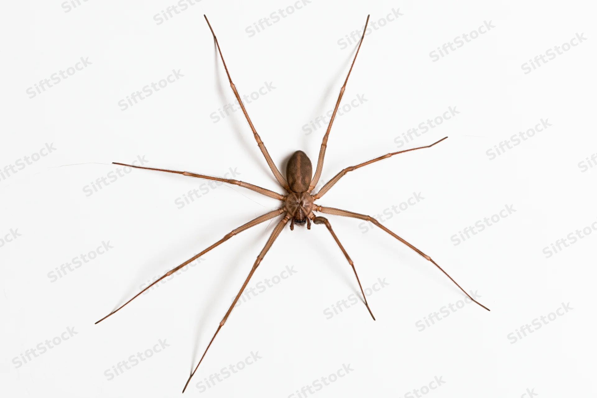 Brown recluse spider viewed from above with all eight legs spread on white background