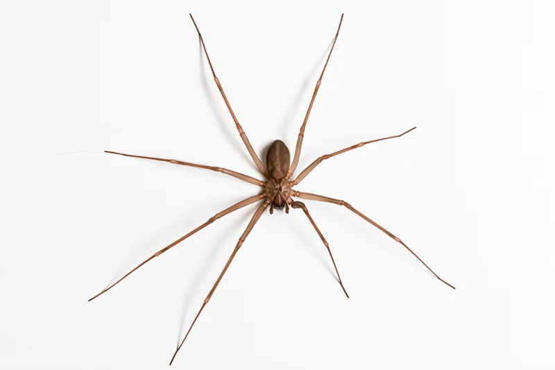 Brown recluse spider viewed from above with all eight legs spread on white background