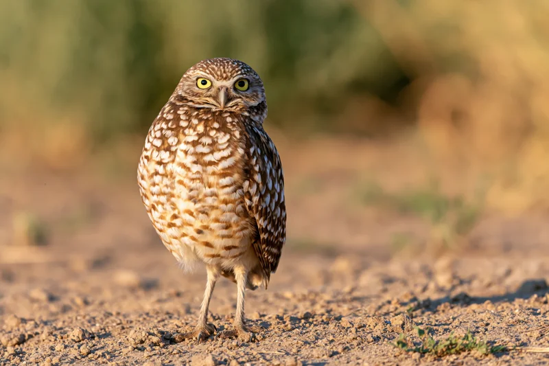 Burrowing owl standing upright on sandy ground in natural habitat