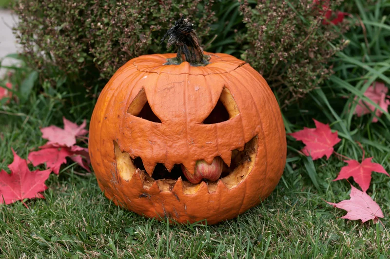 Carved jack-o-lantern on green grass surrounded by red maple leaves