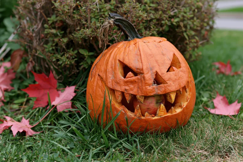 Carved jack-o-lantern with triangular eyes and jagged teeth resting on green grass beside red maple leaves and a bush