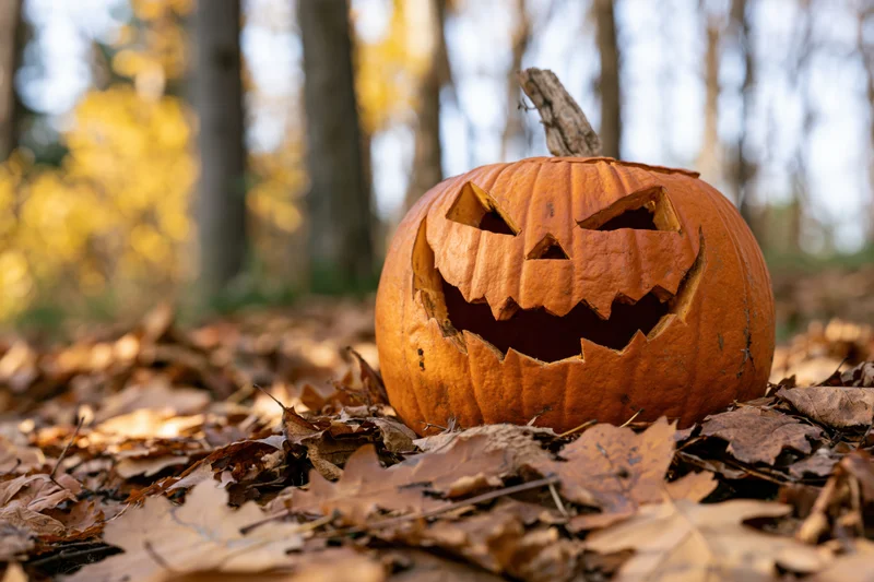 Carved jack-o-lantern with jagged grin resting on fallen leaves in a forest during autumn