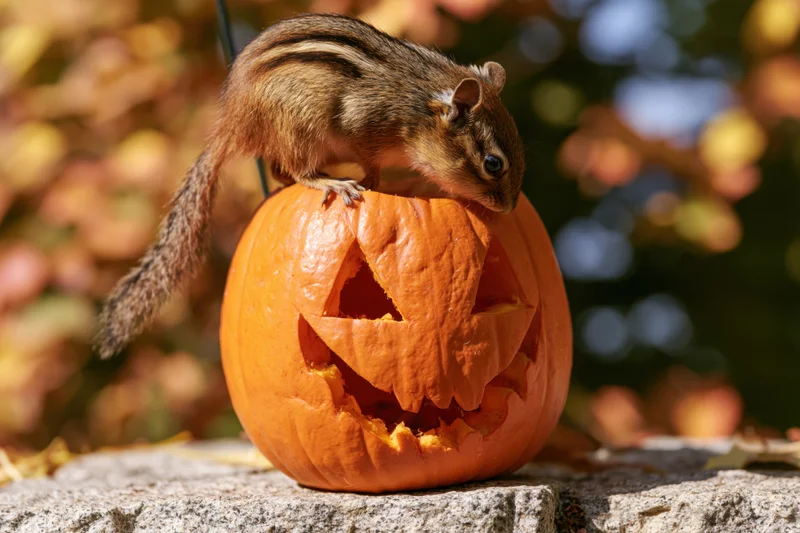 Chipmunk perched on carved halloween jackolantern outdoors among autumn foliage