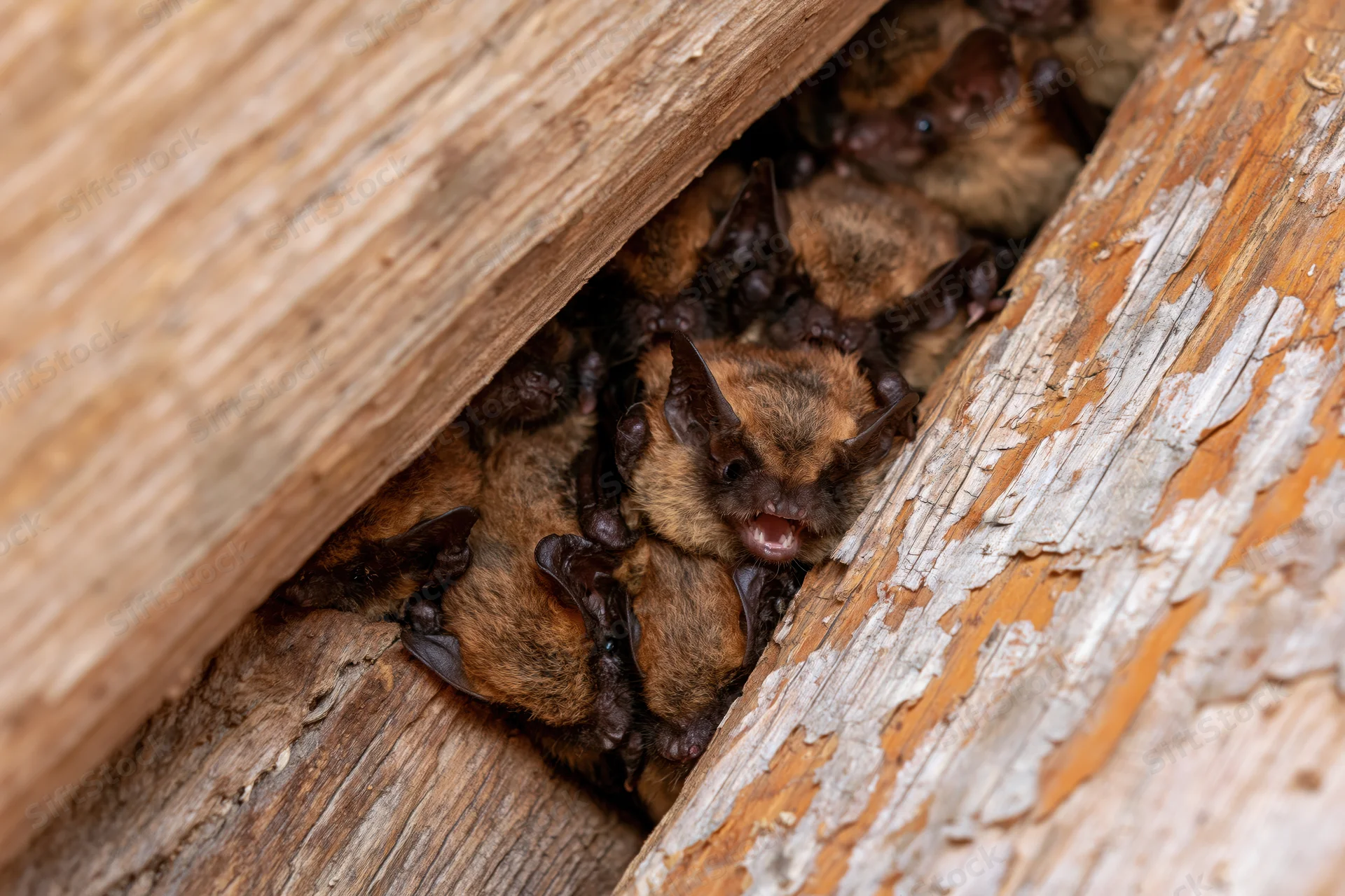 Cluster of small brown bats huddled together in a wooden crevice