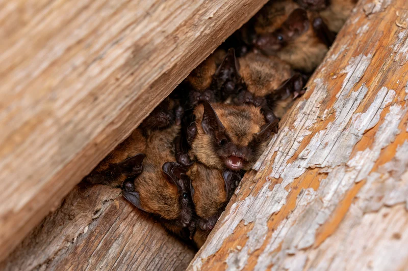 Cluster of small brown bats huddled together in a wooden crevice