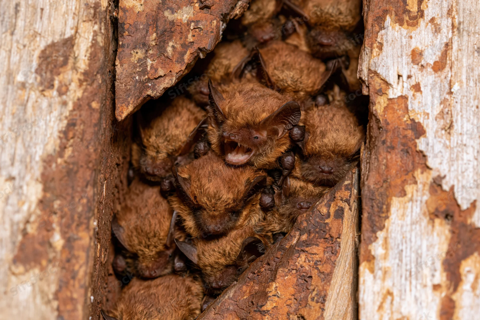 Cluster of small brown bats packed tightly in a tree cavity