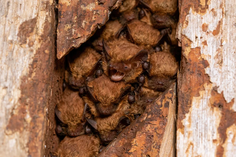 Cluster of small brown bats packed tightly in a tree cavity