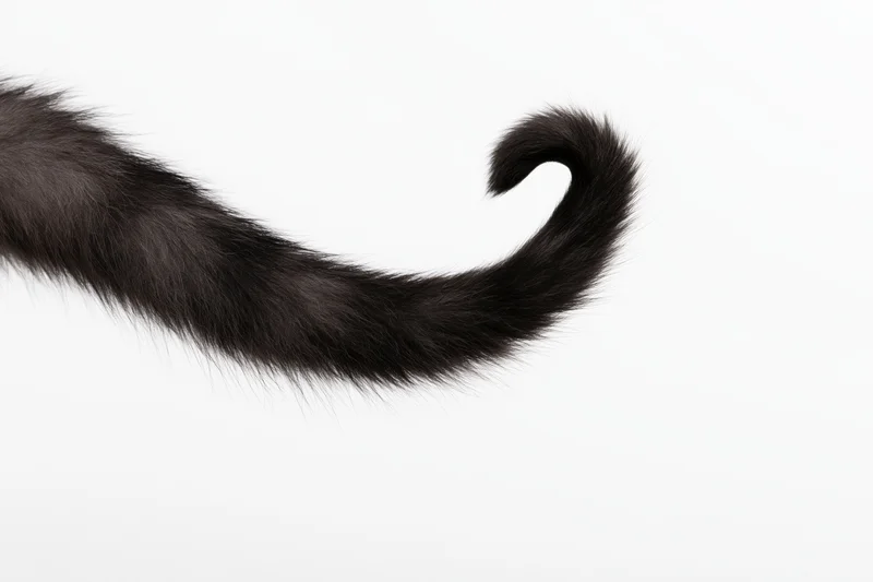 Dark grey fluffy cat tail curling upward against white background