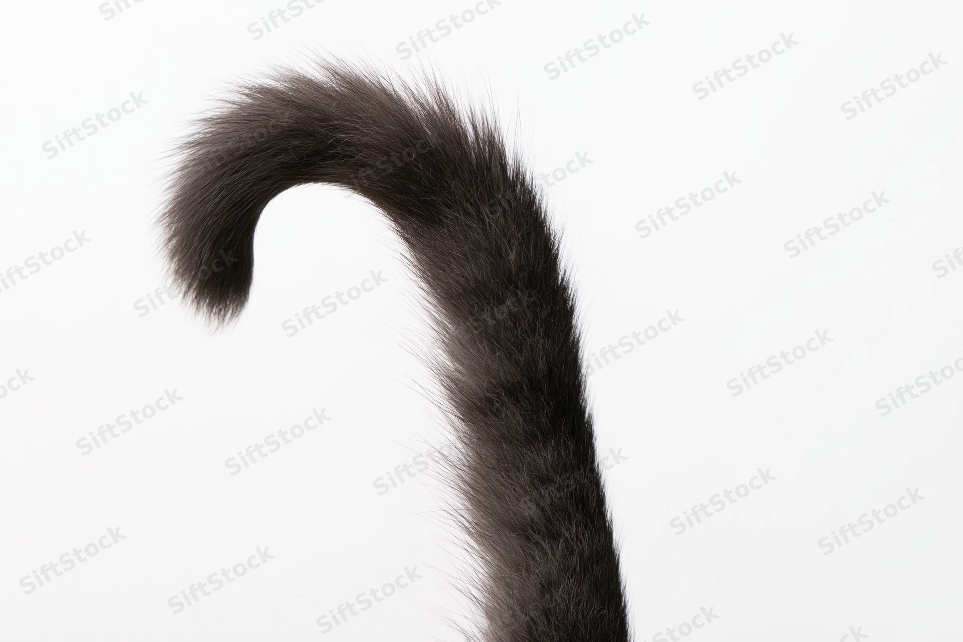 Dark grey fluffy cat tail curling upward against white background