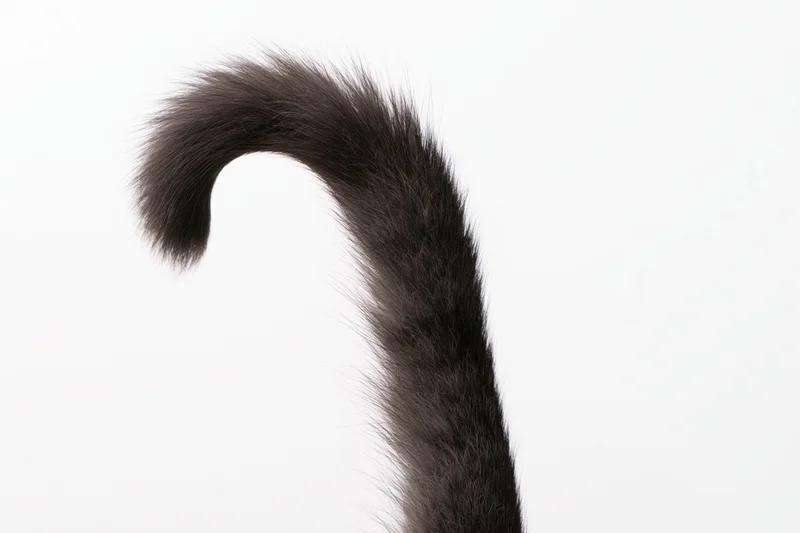 Dark grey fluffy cat tail curling upward against white background