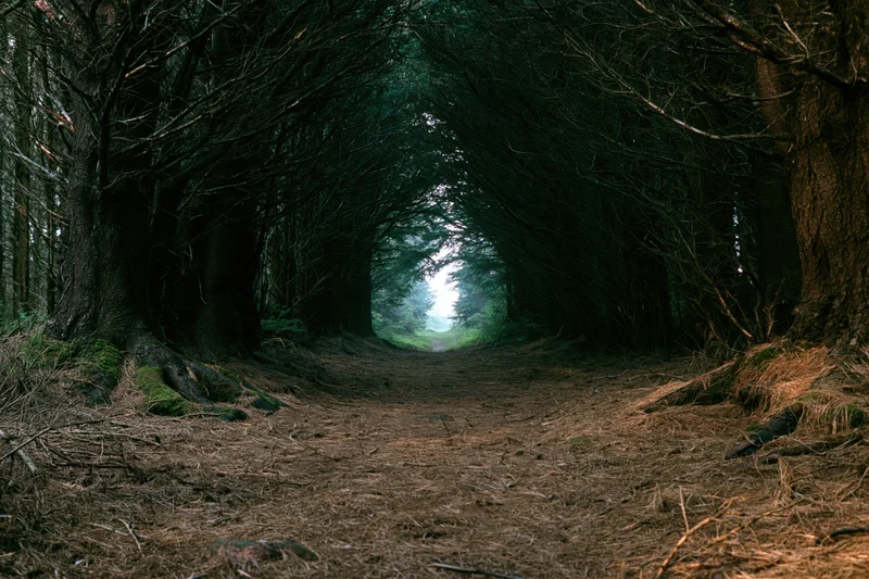 Dirt path through dense forest trees leading to misty light at end
