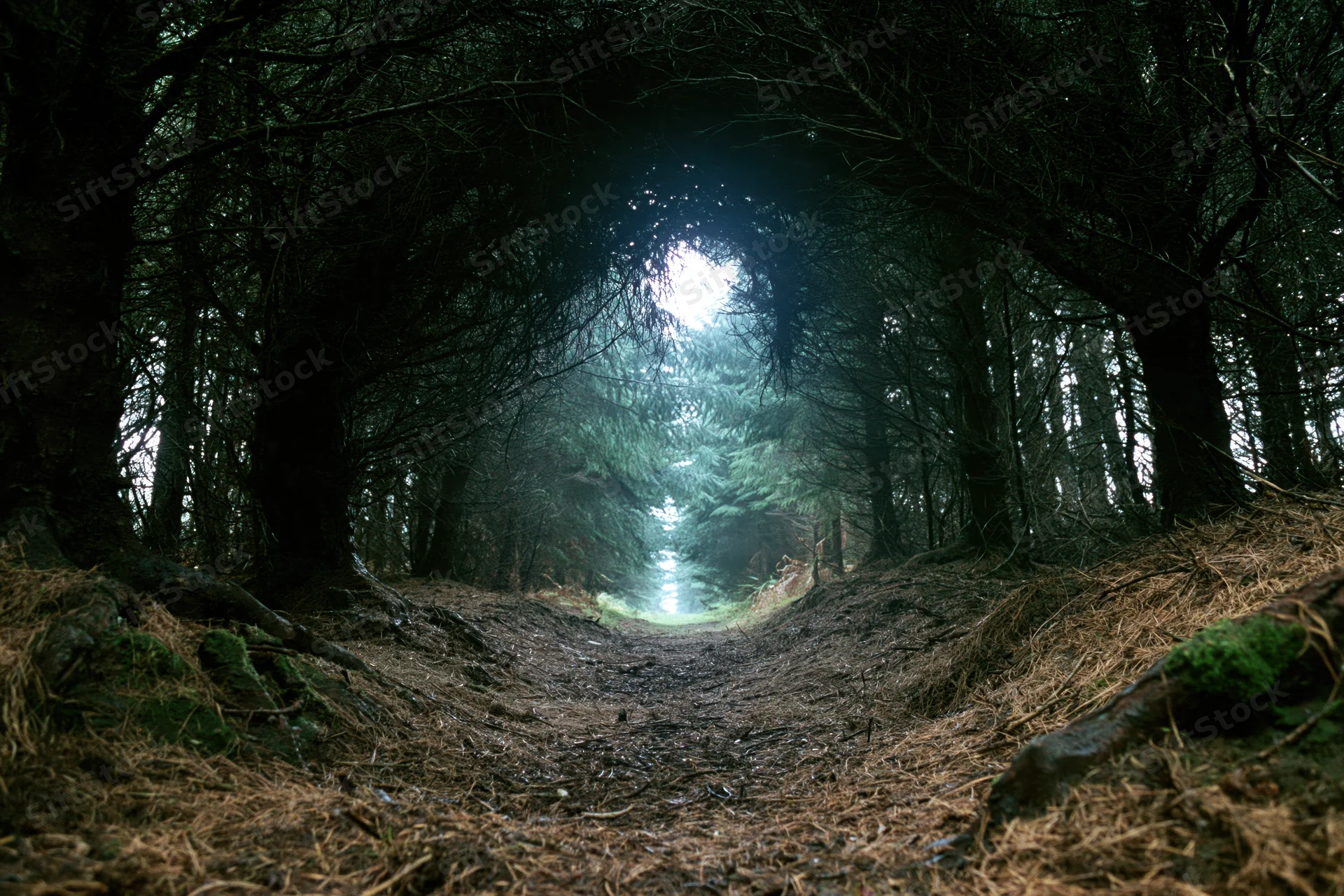 Dirt path winding through dense forest toward misty light at end