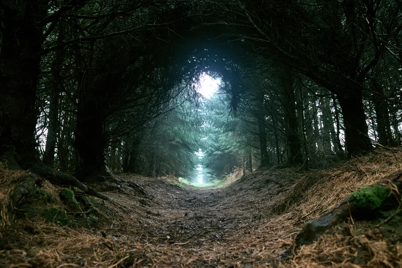 Dirt path winding through dense forest toward misty light at end