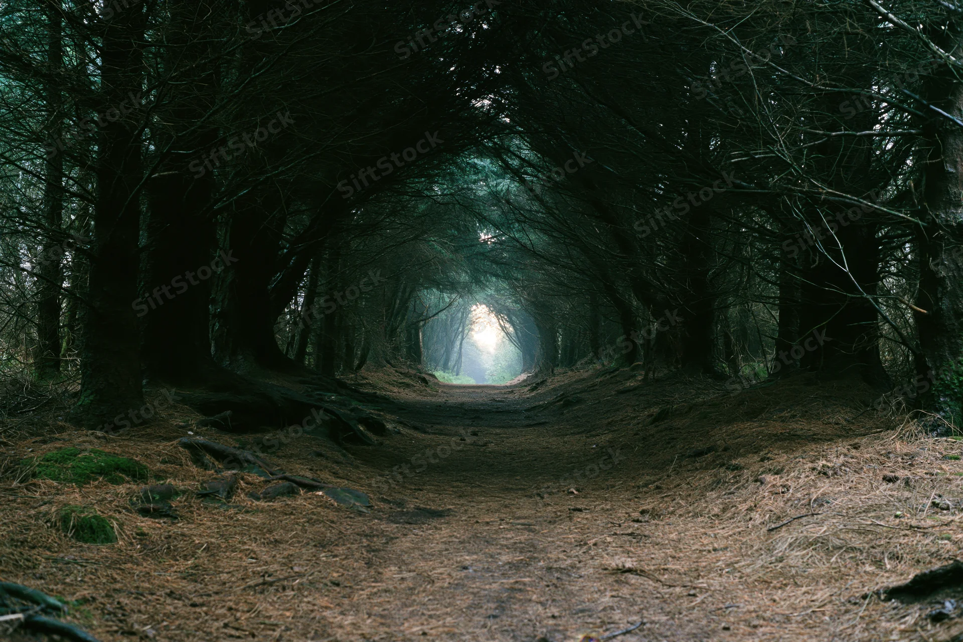 Dirt path through dense forest trees leading to misty light at horizon