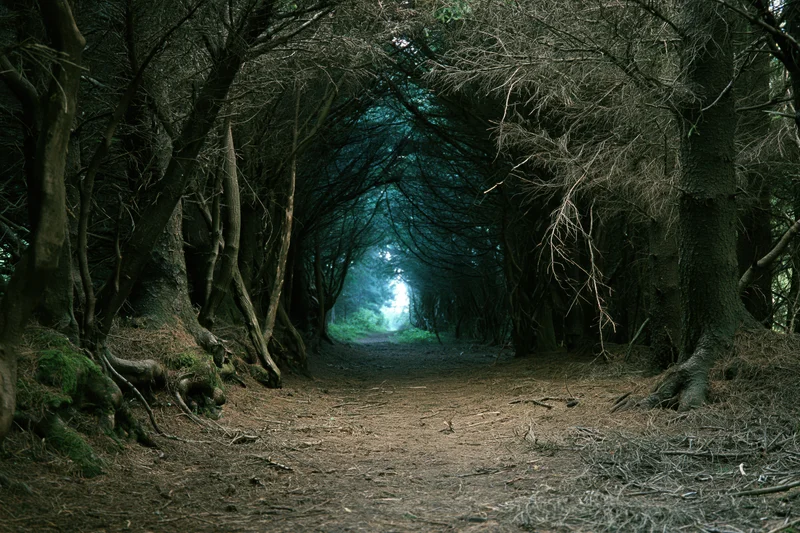Dirt path through dense forest trees forming a tunnel leading to distant misty light