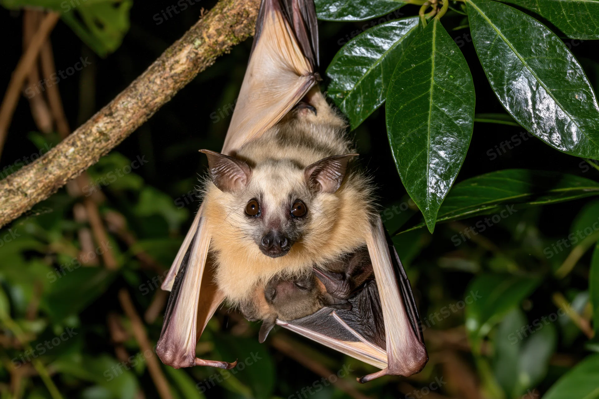 Mother fruit bat hanging upside down from a branch with baby clinging to her chest in a tropical forest