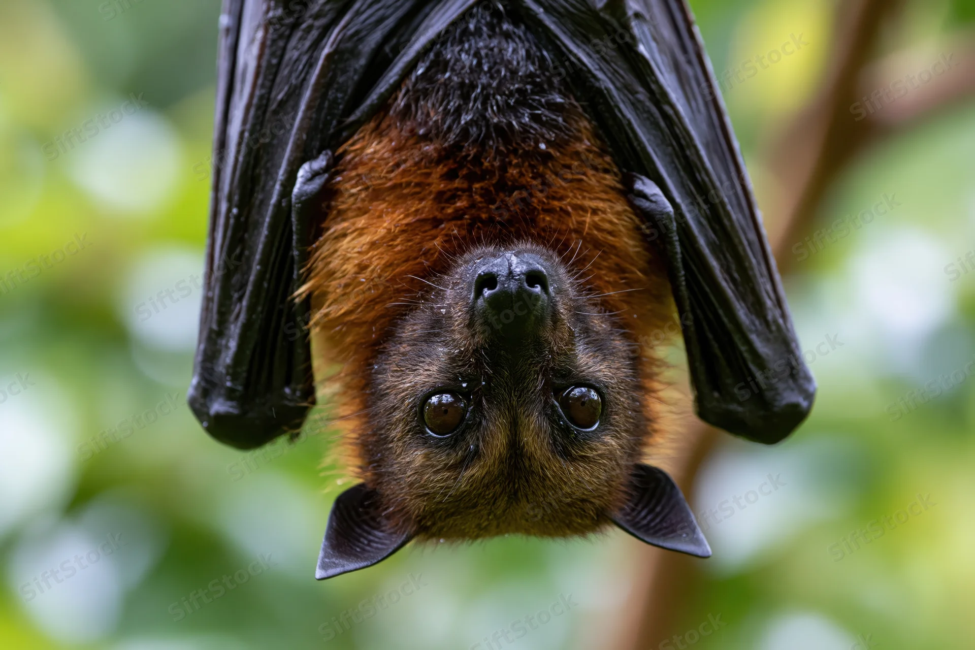 Fruit bat hanging upside down with wings folded around its body in a green forest setting
