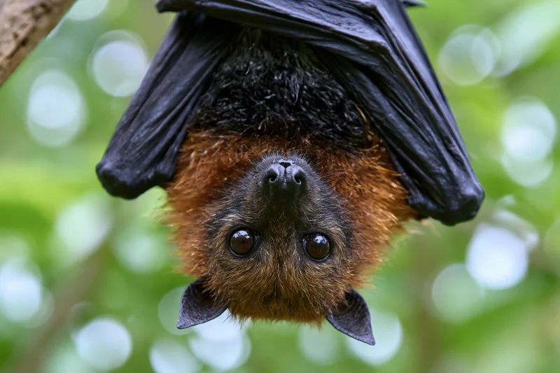 Fruit bat hanging upside down with wings folded around its body in a green forest setting