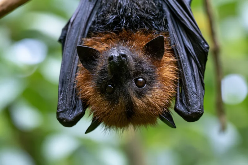Fruit bat hanging upside down with wings folded around its body in a green forest setting