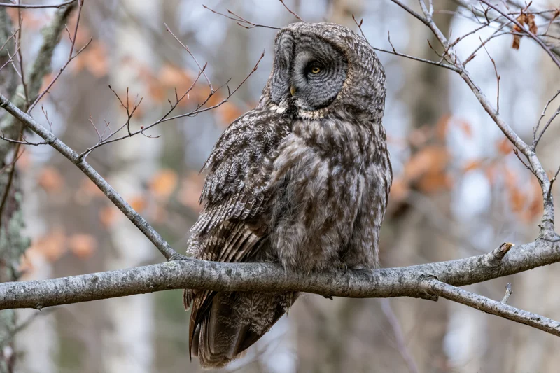 Great grey owl perched still on a broad bare branch in a winter forest