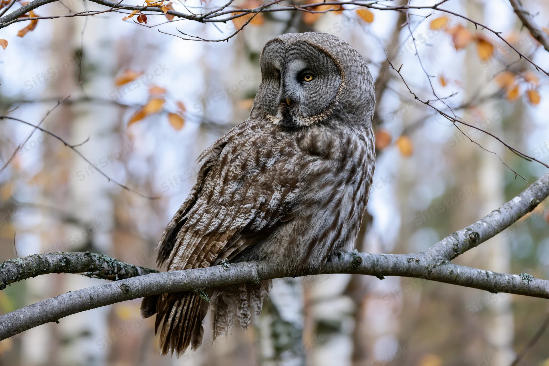 Great grey owl perched still on a broad bare branch in a forest with autumn foliage