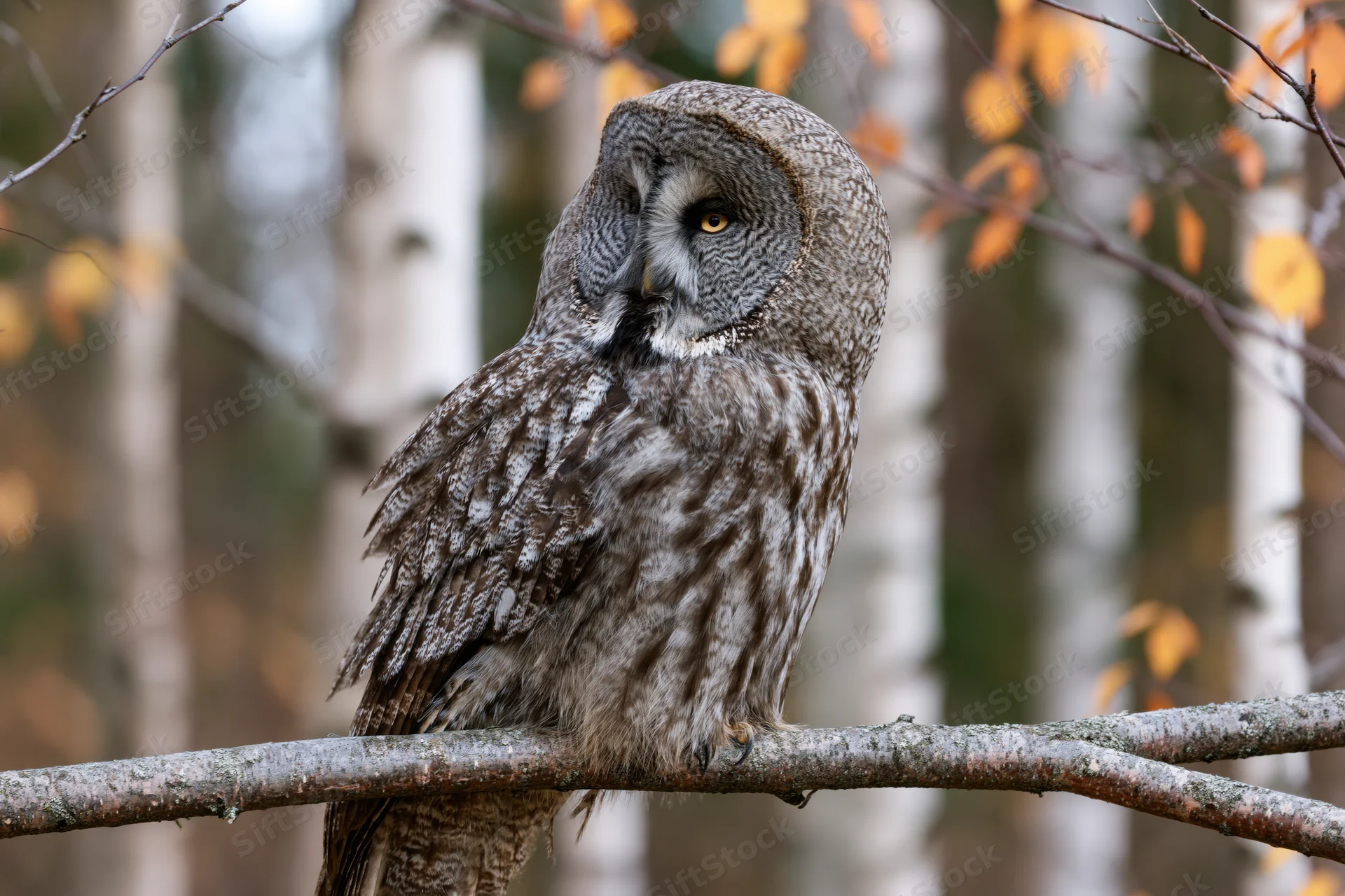 Great grey owl perched still on a broad bare branch in a birch forest during autumn