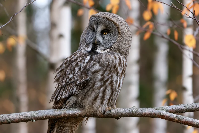 Great grey owl perched still on a broad bare branch in a birch forest during autumn
